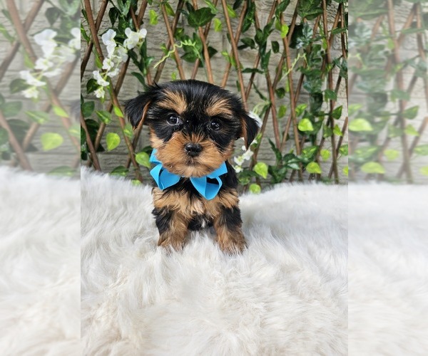 Medium Photo #1 Yorkshire Terrier Puppy For Sale in INDIANAPOLIS, IN, USA