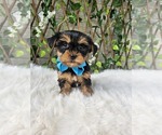 Image preview for Ad Listing. Nickname: Tiny Tucker
