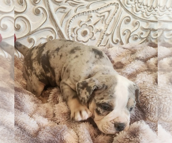 Medium Photo #9 Bulldog Puppy For Sale in FAIRFIELD, IA, USA