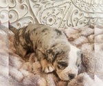 Small Photo #9 Bulldog Puppy For Sale in FAIRFIELD, IA, USA