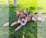 Small #7 German Shepherd Dog Mix