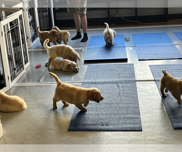 Medium Photo #6 Golden Retriever Puppy For Sale in COLORADO SPRINGS, CO, USA