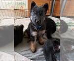Small Photo #1 German Shepherd Dog Puppy For Sale in BROOKSVILLE, FL, USA