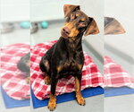 Small #3 Doberman Pinscher