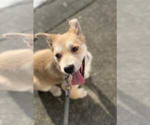 Mutt Dogs for adoption in Holly Springs, NC, USA