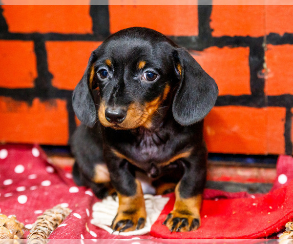 Medium Photo #46 Dachshund Puppy For Sale in WAKARUSA, IN, USA