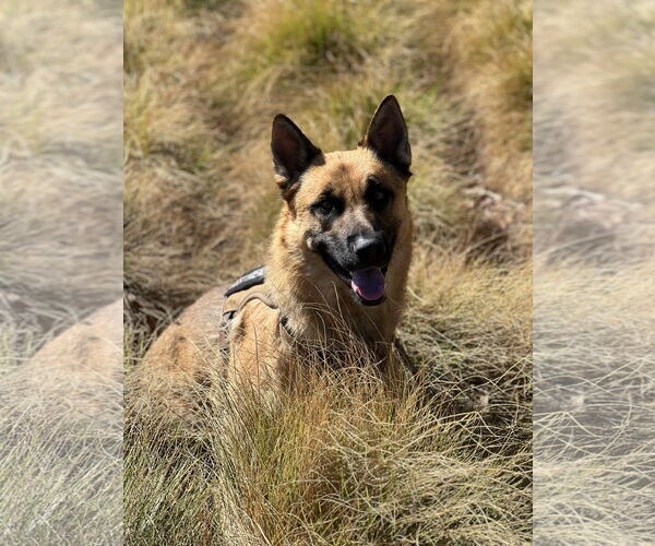 Medium Photo #2 German Shepherd Dog Puppy For Sale in Dana Point, CA, USA