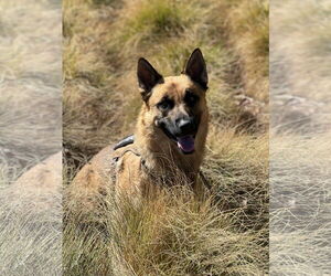 Titan - Male German Shepherd Dog Dog for Adoption - Photo #2