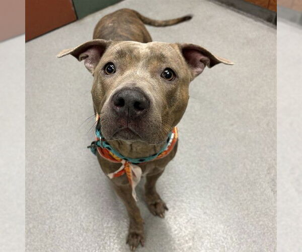 Medium Photo #2 American Pit Bull Terrier-Unknown Mix Puppy For Sale in Rancho Cucamonga, CA, USA