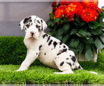 Puppy Kandace Great Dane