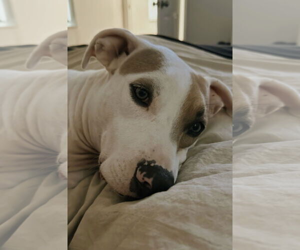 Medium Photo #1 Pointer-Unknown Mix Puppy For Sale in Miami, FL, USA