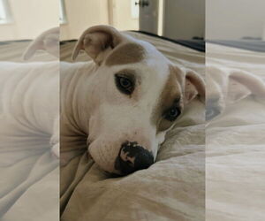 Pointer-Unknown Mix Dogs for adoption in Miami, FL, USA