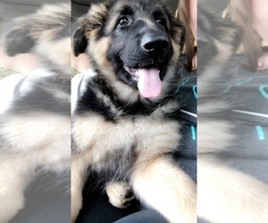 German Shepherd Dog Puppy for sale in LEES SUMMIT, MO, USA