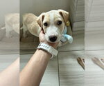 Small Labrador Retriever Mix