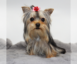 Yorkshire Terrier Puppy for sale in LOS ANGELES, CA, USA