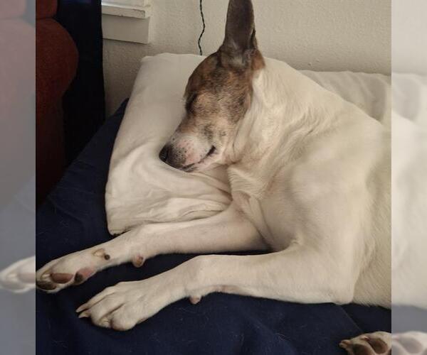 Medium Photo #1 Mutt Puppy For Sale in San Antonio, TX, USA