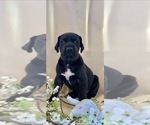 Small Photo #9 Great Dane Puppy For Sale in BIG CANOE, GA, USA