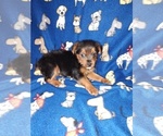Small #8 YorkiePoo