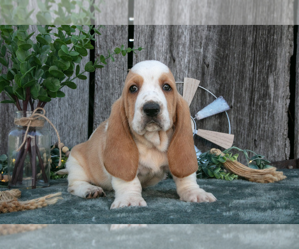 Medium Photo #1 Basset Hound Puppy For Sale in FRESNO, OH, USA