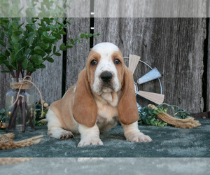 Medium Basset Hound