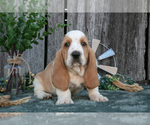 Puppy Delilah Basset Hound