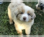 Small Photo #3 Australian Shepherd Puppy For Sale in COLESVILLE, MD, USA