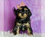 Small Photo #21 Cavapoo (Miniature) Puppy For Sale in WARSAW, IN, USA