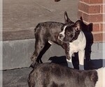 Small Photo #4 Boston Terrier Puppy For Sale in LOUISVILLE, KY, USA