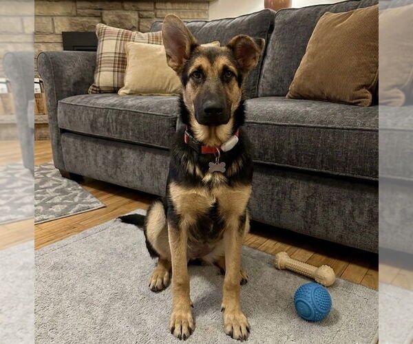 Medium Photo #3 German Shepherd Dog-Unknown Mix Puppy For Sale in Canton, CT, USA