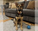 Small #2 German Shepherd Dog Mix