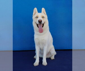 SNOW - Male Siberian Husky Dog for Adoption - Photo #2