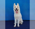 Small Photo #2 Siberian Husky Puppy For Sale in Pasadena, CA, USA