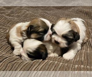 Shih Tzu Puppy for sale in COUNTRY CLUB, MO, USA