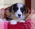 Small Photo #16 Cardigan Welsh Corgi Puppy For Sale in DEARBORN, MO, USA