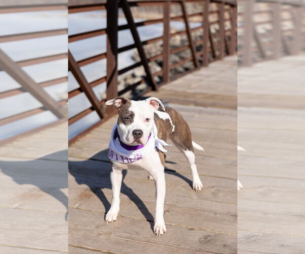 Medium Photo #2 Mutt Puppy For Sale in Crete, IL, USA