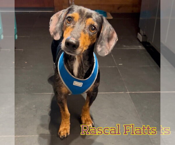 Medium Photo #9 Dachshund Puppy For Sale in San Antonio, TX, USA