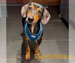 Small #8 Dachshund