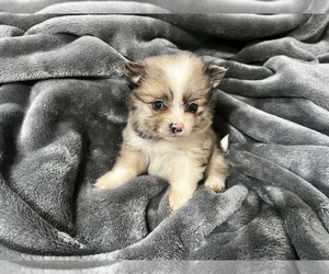 Pomeranian Puppy for sale in HAYWARD, CA, USA
