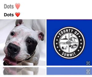 American Pit Bull Terrier Dogs for adoption in Akron, OH, USA
