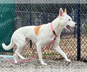 Australian Shepherd-Unknown Mix Dogs for adoption in Santa Cruz, CA, USA