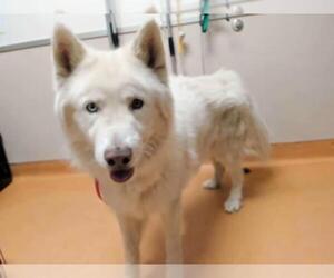 Alaskan Malamute Dogs for adoption in Martinez, CA, USA