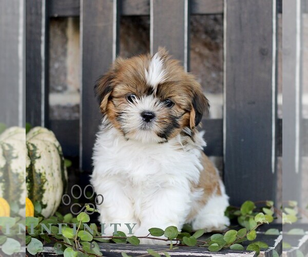 Medium Photo #3 Shih Tzu Puppy For Sale in GORDONVILLE, PA, USA