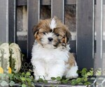 Fiona - Female Shih Tzu Puppy for Sale - Photo #3