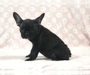 French Bulldog Puppy for sale in MARSHFIELD, MO, USA