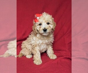 Goldendoodle-Poodle (Miniature) Mix Puppy for sale in KIRKWOOD, PA, USA