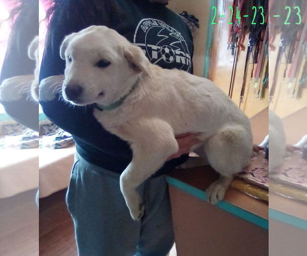 Medium Photo #13 Mutt Puppy For Sale in Apple Valley, CA, USA