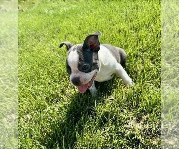 Medium Photo #4 Boston Terrier Puppy For Sale in BREMEN, IN, USA