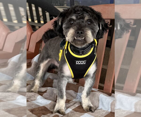 Medium Photo #1 Poodle (Miniature)-Unknown Mix Puppy For Sale in Mundelein, IL, USA