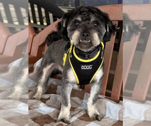 Poodle (Miniature)-Unknown Mix Dogs for adoption in Mundelein, IL, USA