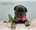 Small Photo #2 French Bulldog Puppy For Sale in BATTLE CREEK, MI, USA